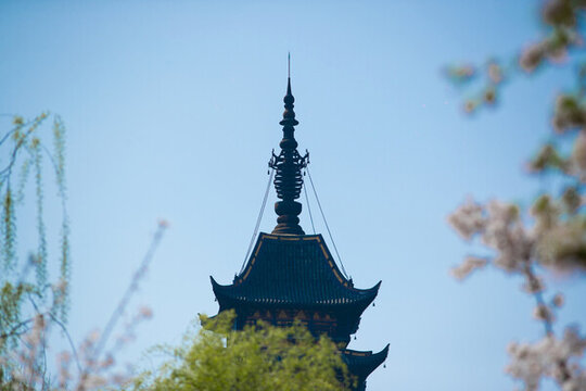 常熟櫻花季