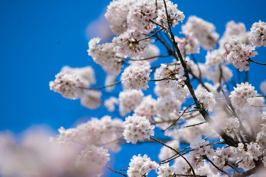 櫻花