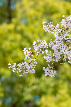 櫻花