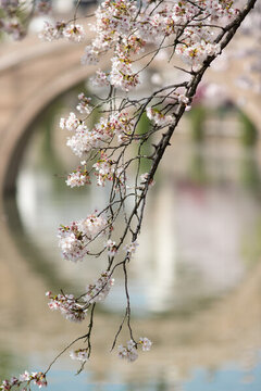 常熟櫻花季