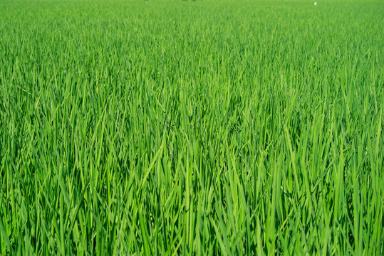 农作物水稻种植