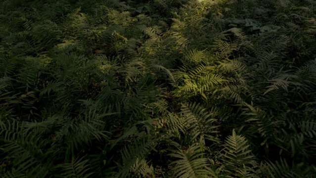 蕨類植物