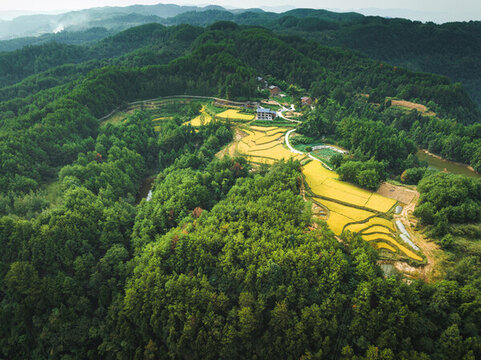 希望的田野