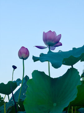 揚(yáng)州揚(yáng)子津生態(tài)公園荷花
