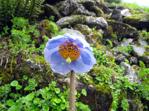 西藏墨脫紫色的花朵