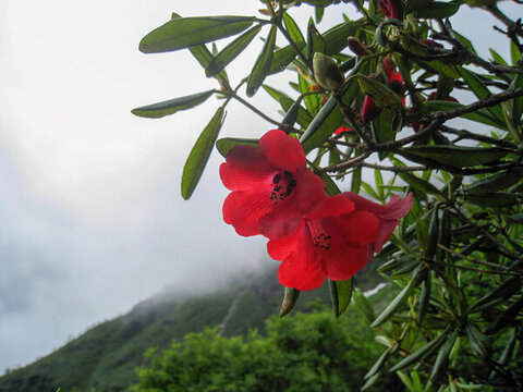 西藏墨脫美麗的紅色花朵