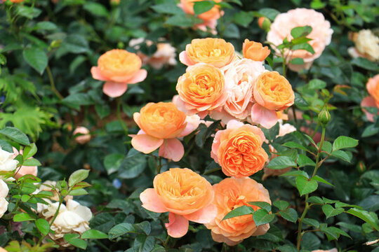 月季花