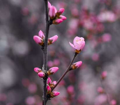 梅花
