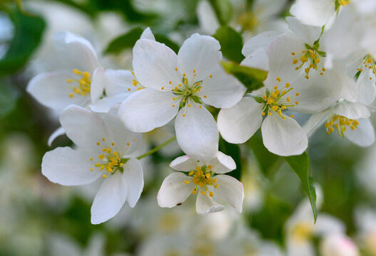山丁子花