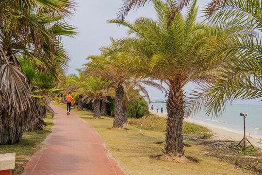 廈門海岸紅磚人行路與棕櫚樹