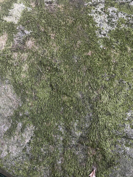 干枯的苔蘚