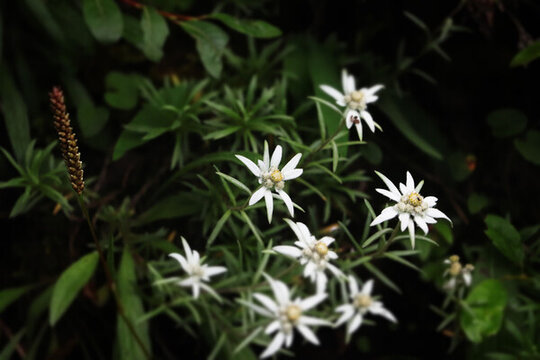 華火絨草