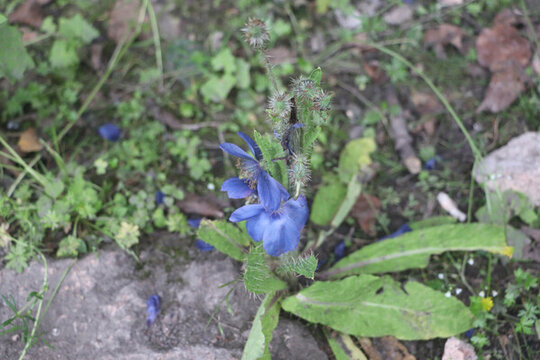 綠絨蒿