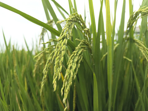 稻穗特寫(xiě)