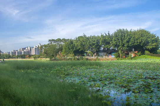 公園綠色
