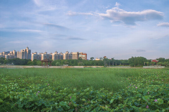 公園濕地景色