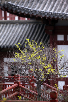 迎春花與古建筑