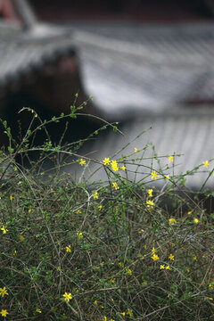 迎春花與古建筑