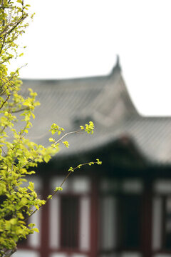 迎春花與古建筑