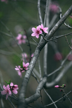 桃花