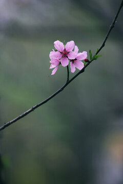 桃花