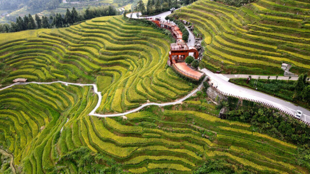 鄉(xiāng)村振興紫鵲界梯田秋景
