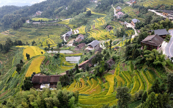 鄉(xiāng)村振興紫鵲界梯田秋景