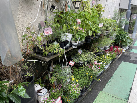 賣綠植的店鋪