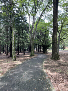 森林公園
