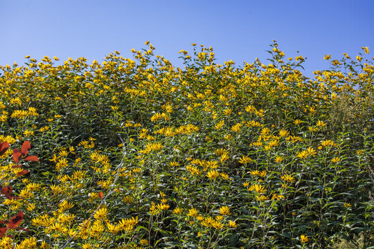 盛開(kāi)的野生菊芋花