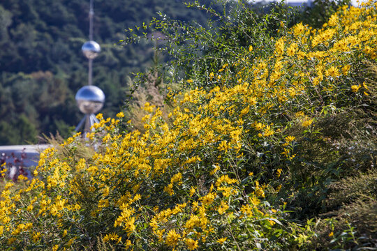 盛開(kāi)的野生菊芋花