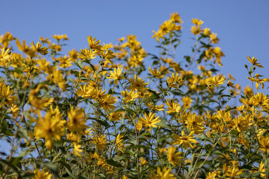 盛開(kāi)的野生菊芋花