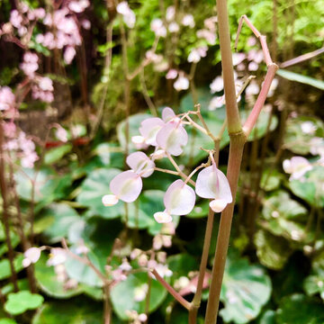 美麗花朵