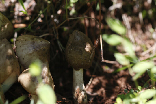 野生雞樅菌山里的雞樅菌