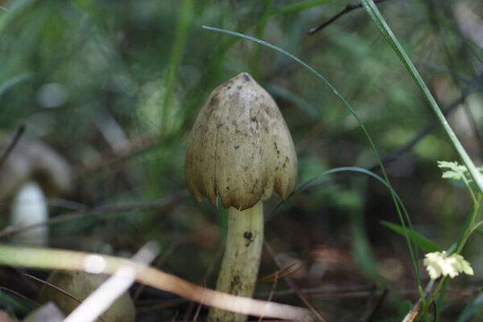 野生雞樅菌山里的雞樅菌
