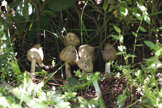 野生雞樅菌山里的雞樅菌