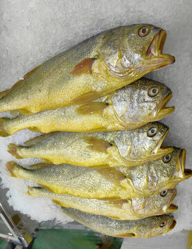 冰鎮(zhèn)海鮮大黃魚(yú)
