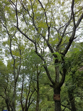 幽靜樹林