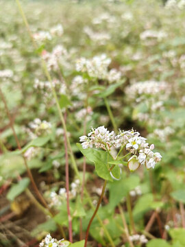 蕎麥花