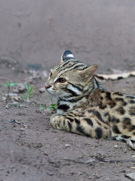 亚洲豹猫趴在地面的侧面特写