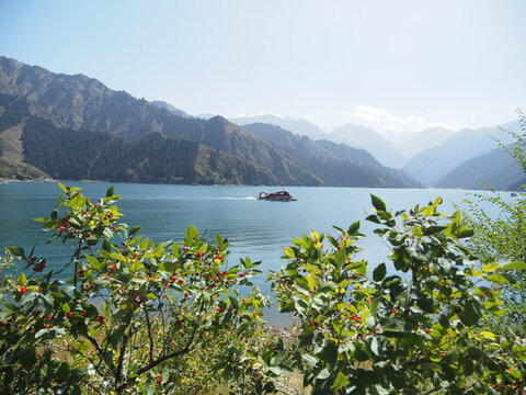 天山天池小紅果