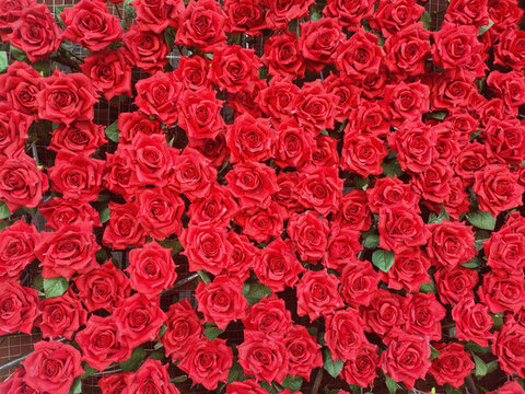 玫瑰花墻