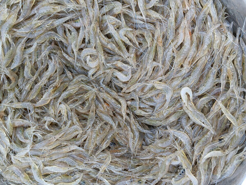 鮮活蝦米