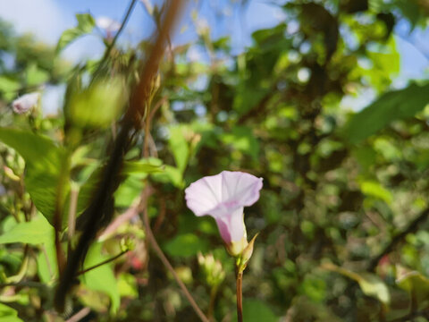 牽牛花