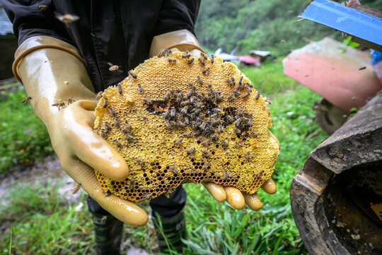 原生態(tài)大山土蜂蜜圓通蜂箱蜂糖