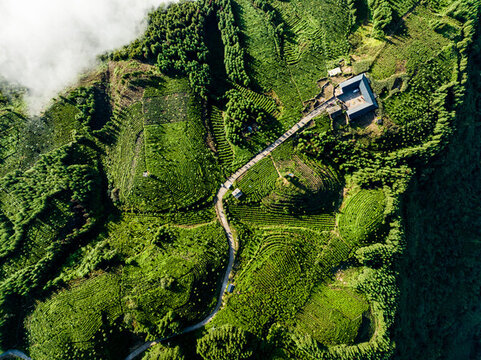 廣袤山川大地高山茶園云霧繚