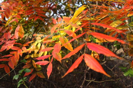 秋天紅葉