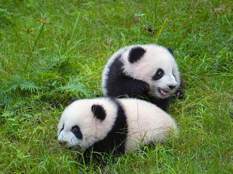 大熊猫双重喜庆小崽约3月龄