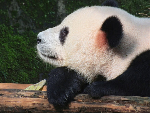 大熊貓渝寶約3歲齡