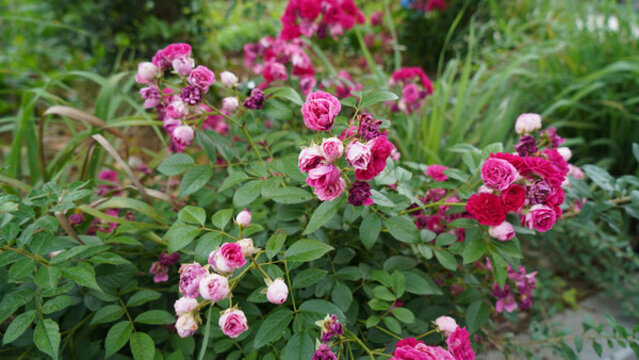 薔薇花
